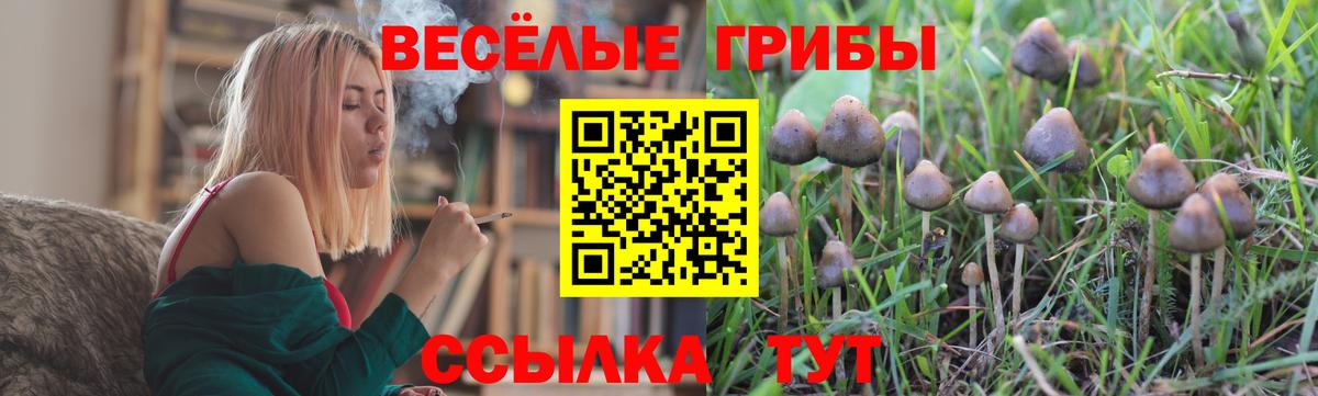 Псилоцибиновые грибы Cubensis  Псилоцибиновые грибы Psilocybine cubensis  Вход с VPN  Кизилюрт 